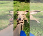 Small Blue Lacy-Whippet Mix