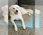 Small Great Pyrenees Mix