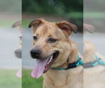 Small #7 American Pit Bull Terrier-Golden Retriever Mix
