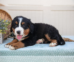 Small Photo #28 Bernese Mountain Dog Puppy For Sale in BIRD IN HAND, PA, USA