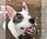 Small #1 American Pit Bull Terrier