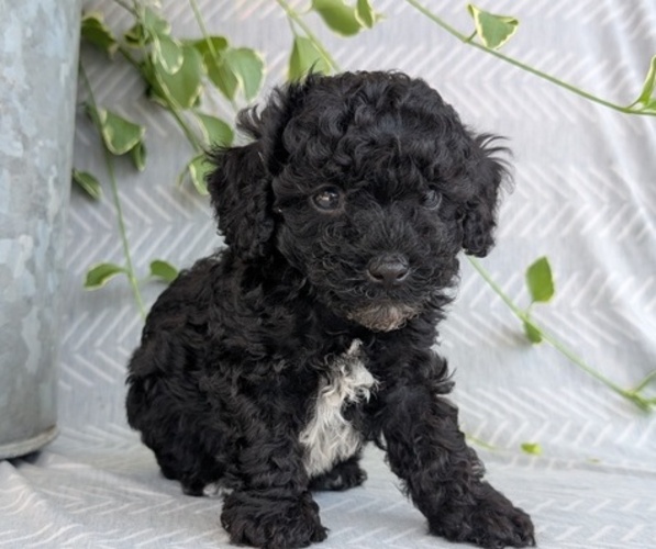 Medium Photo #6 Poodle (Toy) Puppy For Sale in GOSHEN, IN, USA