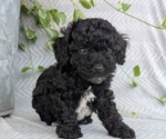 Small #5 Poodle (Toy)