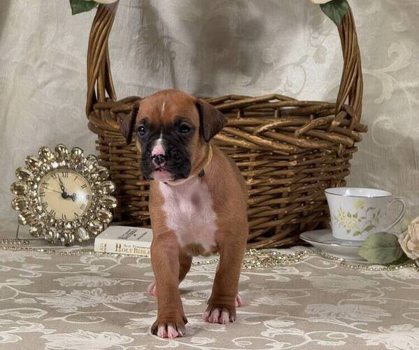 Medium Photo #5 Boxer Puppy For Sale in FONTANA, CA, USA