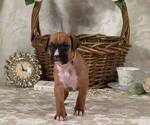 Small Photo #21 Boxer Puppy For Sale in FONTANA, CA, USA
