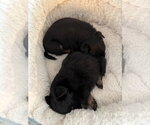 Small #3 ShiChi