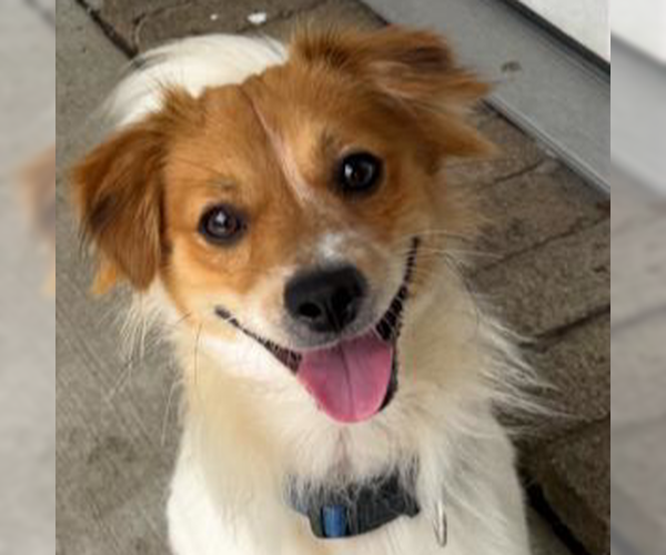 Medium Photo #2 Cavalier King Charles Spaniel-Unknown Mix Puppy For Sale in HOUSTON, TX, USA