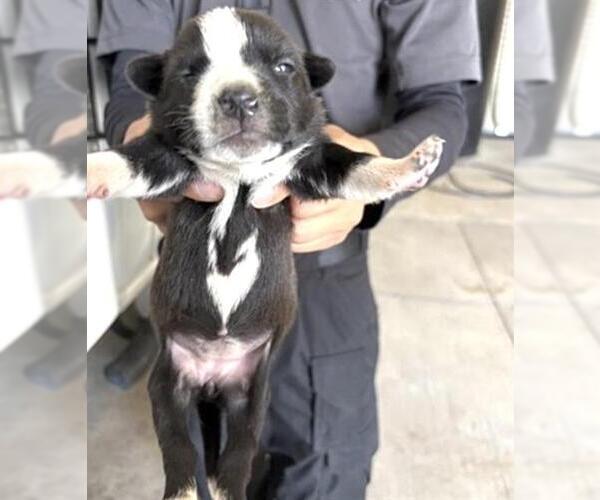 Medium Photo #1 Mutt Puppy For Sale in Houston, TX, USA