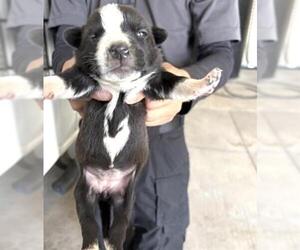 Mutt Dogs for adoption in Houston, TX, USA