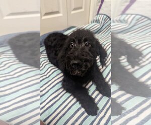 Miniature Labradoodle Dogs for adoption in Tampa, FL, USA