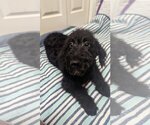Small Photo #1 Miniature Labradoodle Puppy For Sale in Tampa, FL, USA