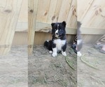 Puppy 4 Samoyed-Siberian Husky Mix