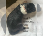 Small #3 F2 Aussiedoodle