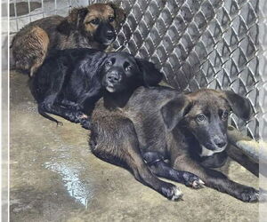 Australian Shepherd-Unknown Mix Dogs for adoption in New Orleans, LA, USA