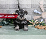 Small #1 Schnauzer (Miniature)