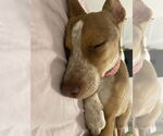 Small #8 Labrador Retriever-Red Heeler Mix