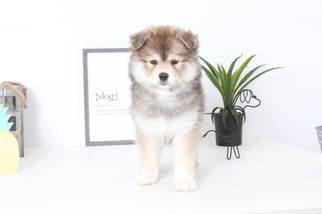 Pomsky Puppy for sale in NAPLES, FL, USA