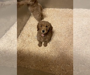 Goldendoodle-Poodle (Miniature) Mix Puppy for sale in DAYTON, VA, USA