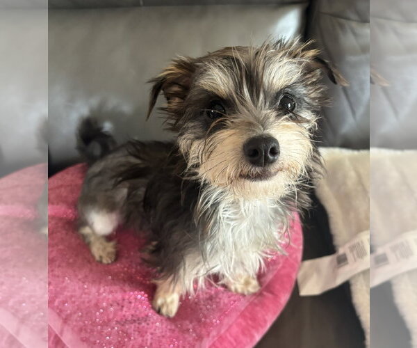 Medium Photo #2 Mutt Puppy For Sale in Westmont, IL, USA