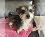 Small #1 Mutt