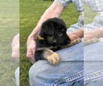 Small Photo #12 German Shepherd Dog Puppy For Sale in SENECA, SC, USA