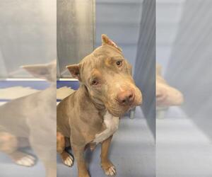 Mutt Dogs for adoption in Downey, CA, USA
