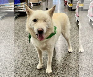 Chase - Male Siberian Husky Dog for Adoption - Photo #8