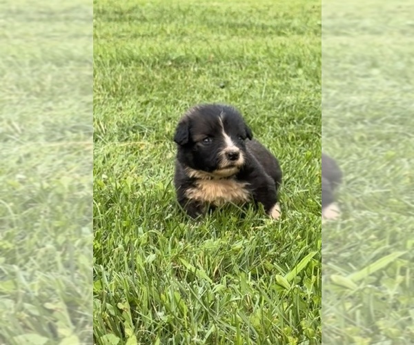Medium Photo #9 Caucasian Shepherd Dog Puppy For Sale in TWINING, MI, USA