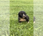 Small #8 Caucasian Shepherd Dog