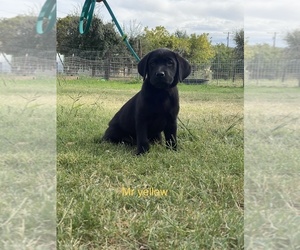 Labrador Retriever Puppy for sale in GERBER, CA, USA