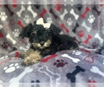Image preview for Ad Listing. Nickname: Lilo