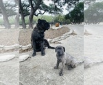 Small Cane Corso