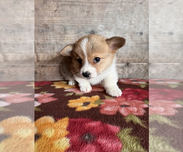 Medium Photo #2 Pembroke Welsh Corgi Puppy For Sale in VERMONTVILLE, MI, USA