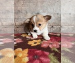 Small #1 Pembroke Welsh Corgi