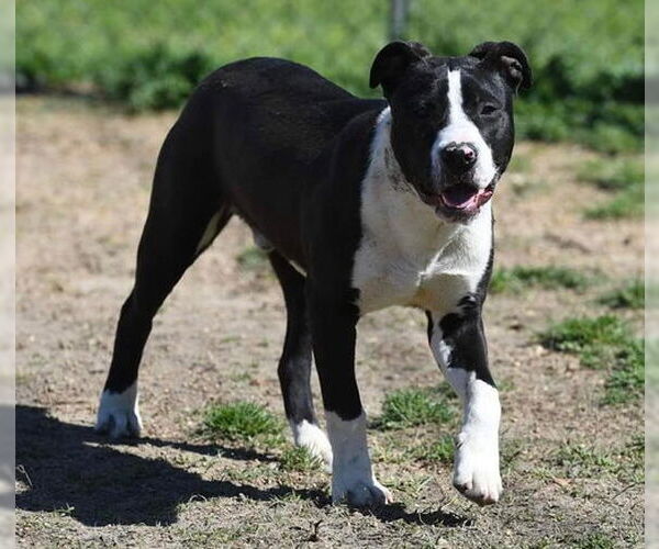 Medium Photo #2 American Staffordshire Terrier-Unknown Mix Puppy For Sale in Minneapolis, MN, USA