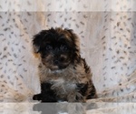 Small #17 Yorkiepoo mix (+ Poodle Toy)