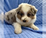 Small Photo #3 Australian Shepherd Puppy For Sale in FAIR HAVEN, MI, USA
