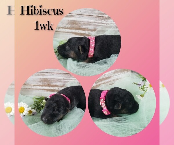 Medium Photo #12 German Shepherd Dog Puppy For Sale in BROOKFIELD, MO, USA