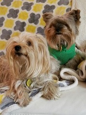 Father of the Yorkshire Terrier puppies born on 10/29/2018