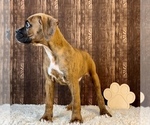 Small Photo #5 Boxer Puppy For Sale in FRANKLIN, IN, USA