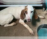 Small Photo #12 American Foxhound-Unknown Mix Puppy For Sale in Minneapolis, MN, USA