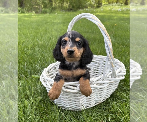 Medium Photo #2 Dachshund Puppy For Sale in MIDDLEBURY, IN, USA