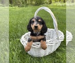 Small #1 Dachshund