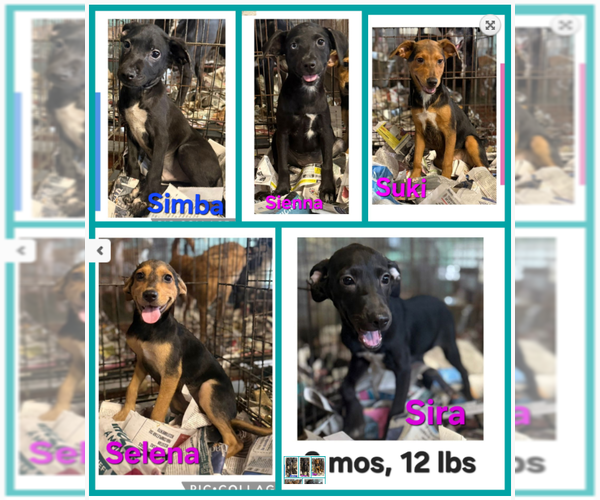 Medium Photo #7 Pug-Unknown Mix Puppy For Sale in Virginia Beach, VA, USA