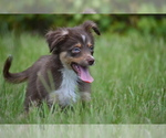 Small #4 Miniature Australian Shepherd