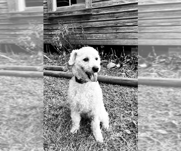 Medium Photo #5 Poodle (Miniature) Puppy For Sale in Arlington, VA, USA