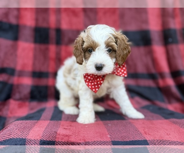 Medium Photo #3 Cavapoo (Miniature) Puppy For Sale in LAKELAND, FL, USA
