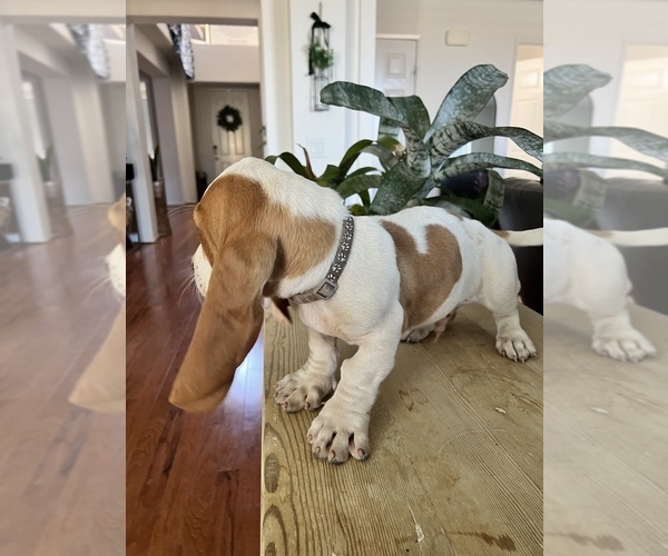 Medium Photo #11 Basset Hound Puppy For Sale in BEAUMONT, CA, USA