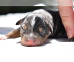 Small #4 Miniature Australian Shepherd