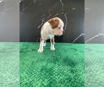 Small Photo #4 Boston Terrier Puppy For Sale in TULARE, CA, USA